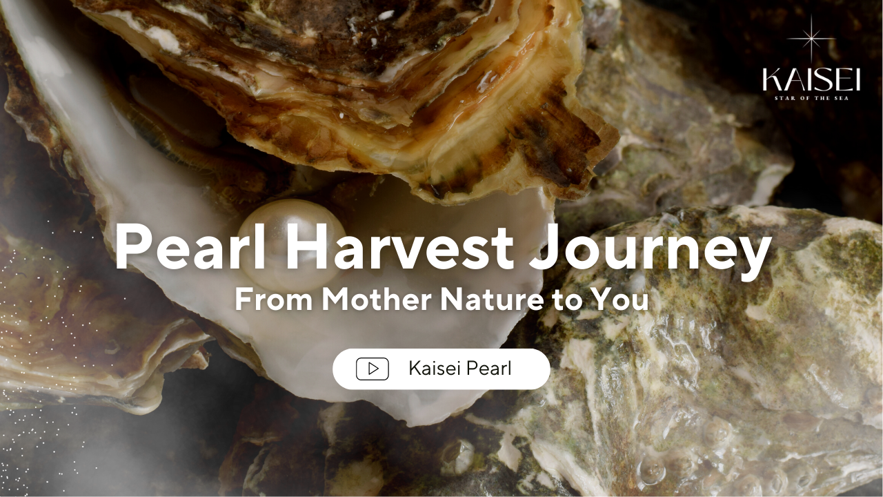 Load video: japanese akoya pearl harvest journey pearl jewelries luxury jewelry